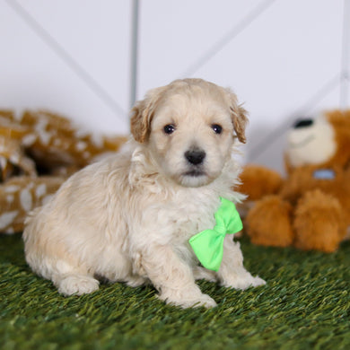 Tyler - Available 4/23