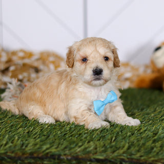 Tyson - Available Now