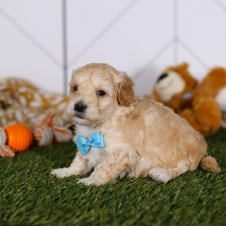 Tyson - Available Now