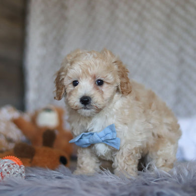 Tommy - Available 4/23