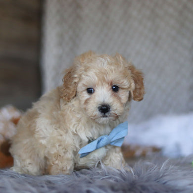 Tommy - Available 4/23