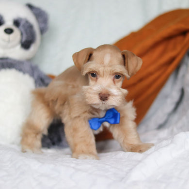 Sage - Available 3/19