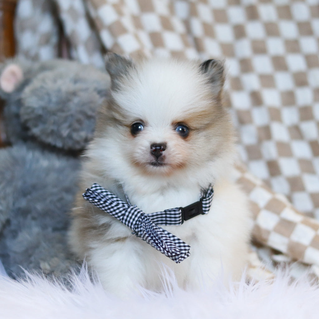 Milo - Available 3/26