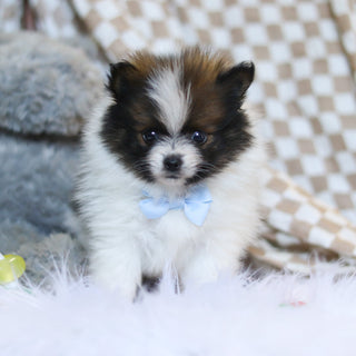 Bear - Available 3/26