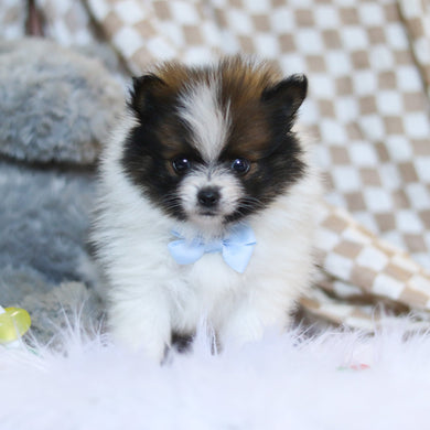 Bear - Available 3/26