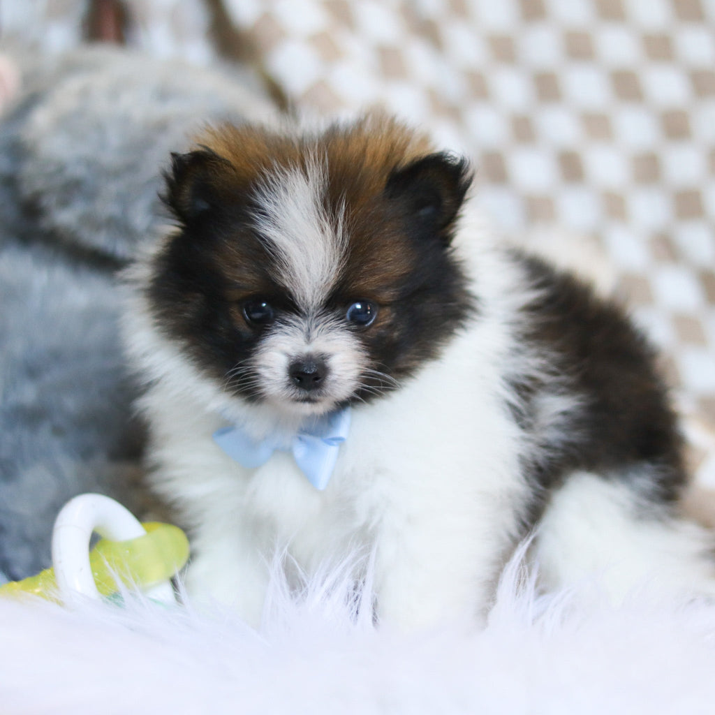 Bear - Available 3/26