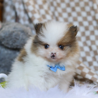 Louie - Available 3/26