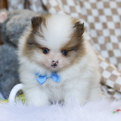 Louie - Available 3/26