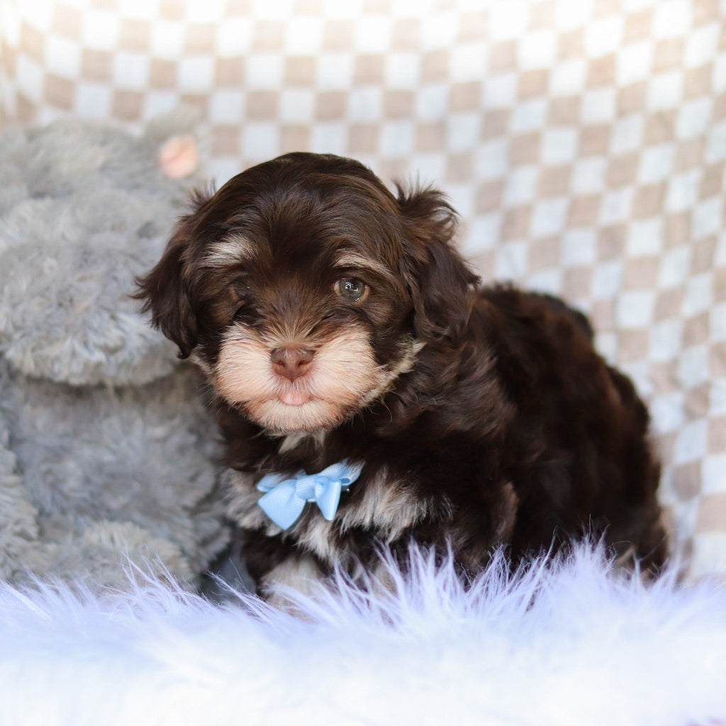 Goose - Available 4/9