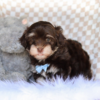 Goose - Available 4/9