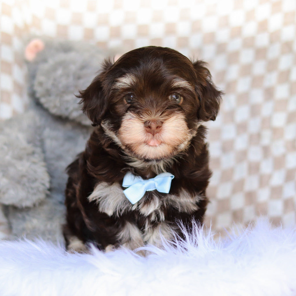 Goose - Available 4/9