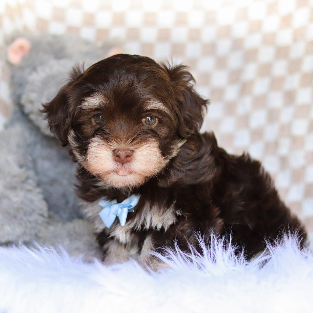 Goose - Available 4/9