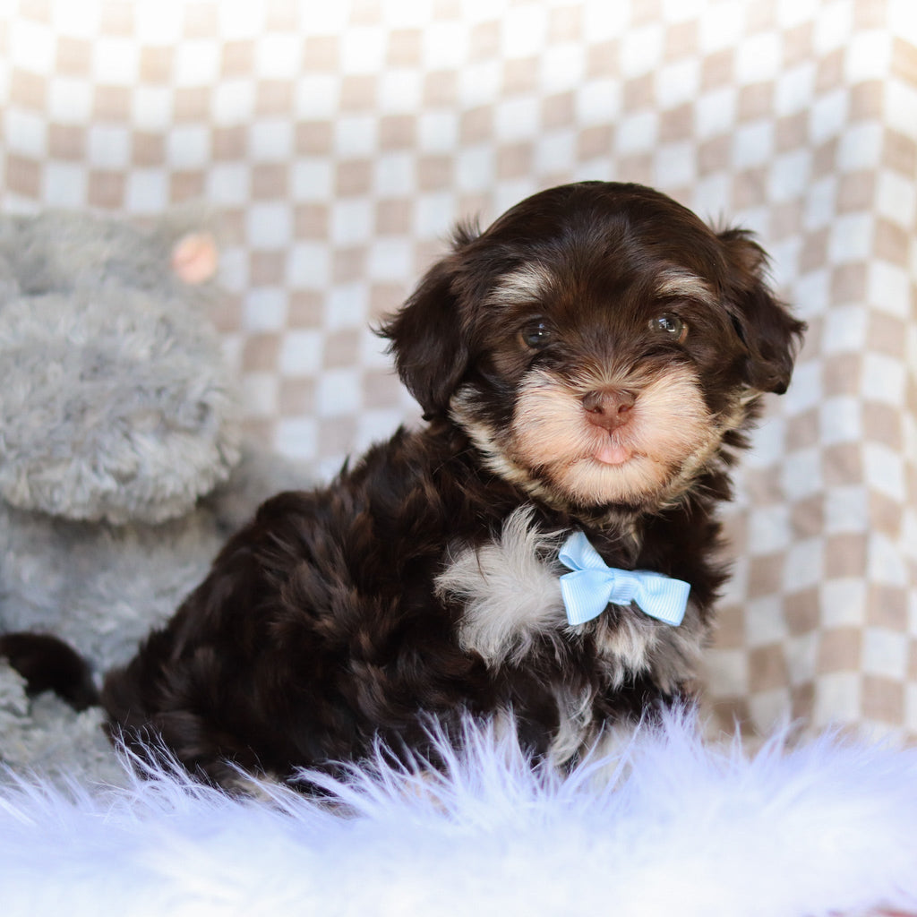 Goose - Available 4/9