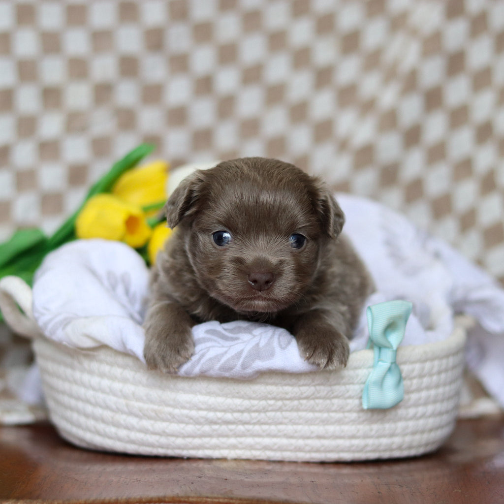 Gizmo - Available 5/14