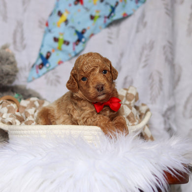 Sheriff - Available 7/23