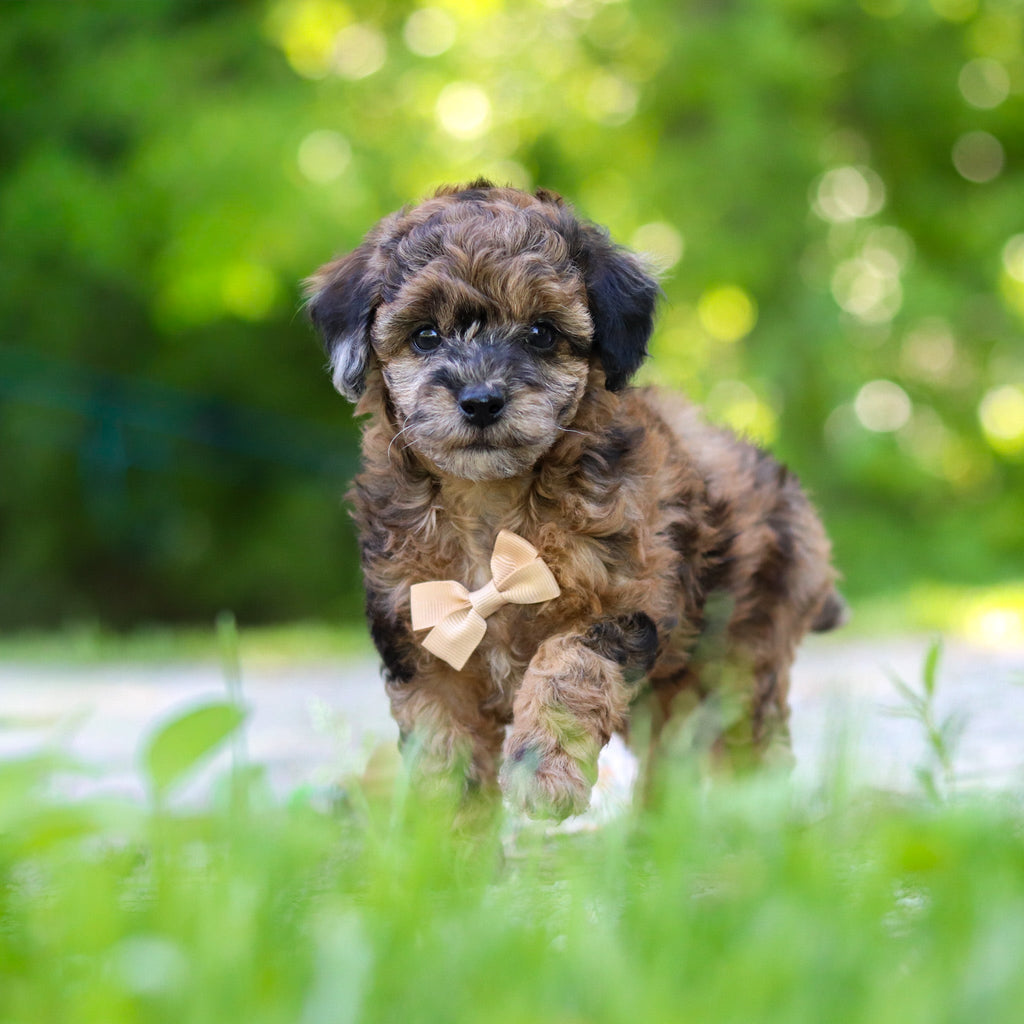 Fenway - Available 6/18