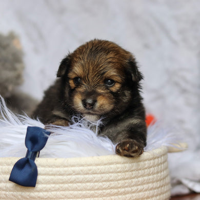 Houdini - Available 6/25