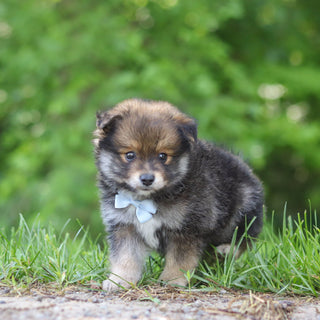 Houdini - Available 6/25