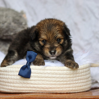 Houdini - Available 6/25
