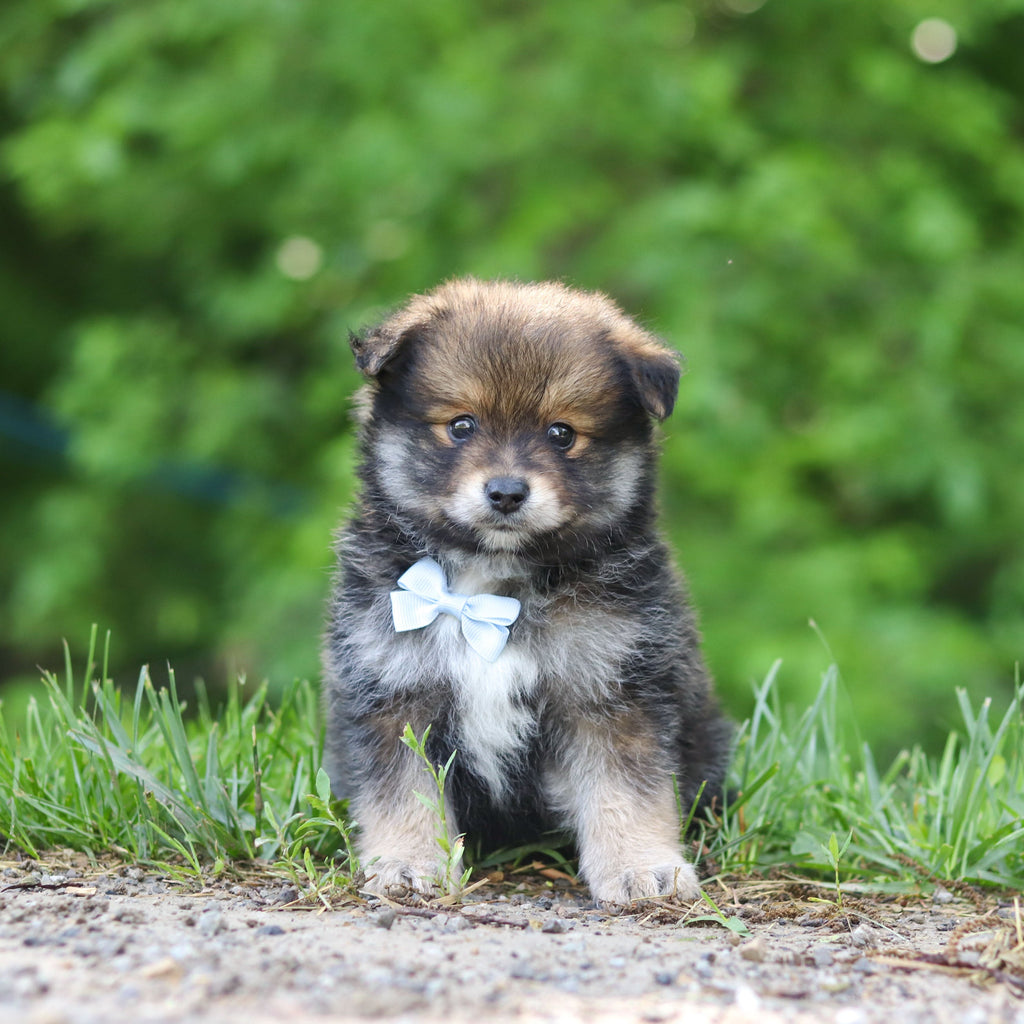Houdini - Available 6/25
