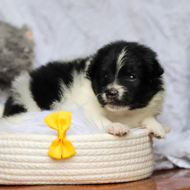 Hugo - Available 6/25