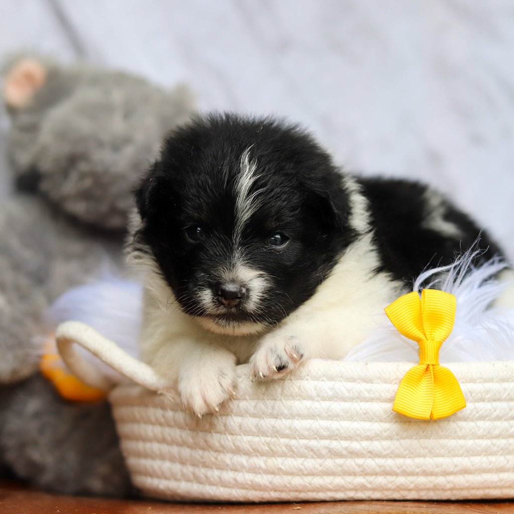 Hugo - Available 6/25