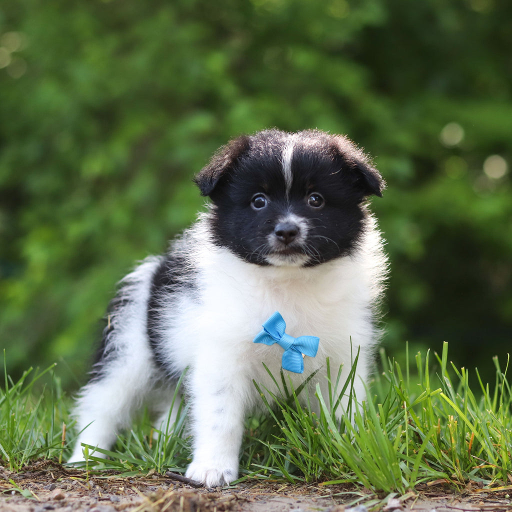 Hugo - Available 6/25