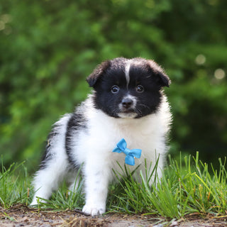 Hugo - Available 6/25