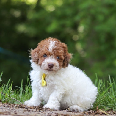 Sammie - Available 6/25