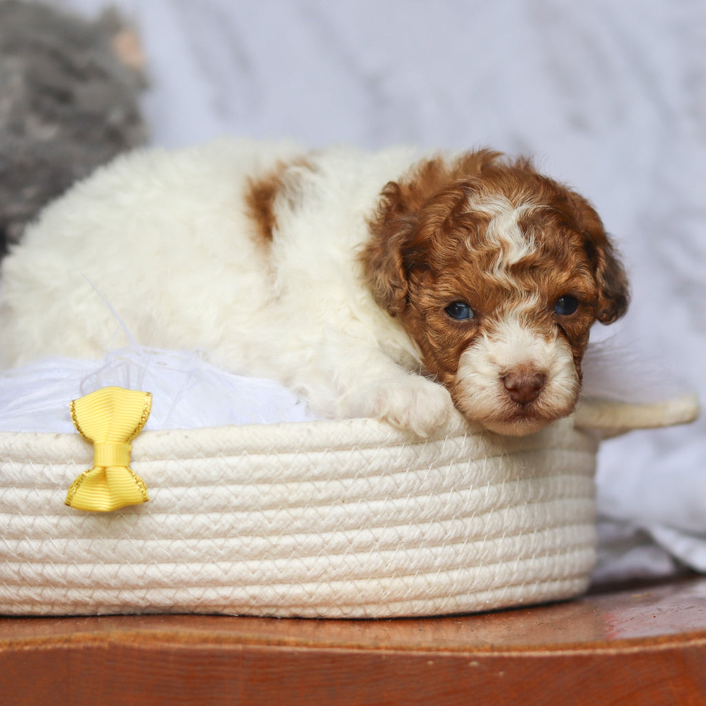 Sammie - Available 6/25