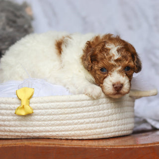 Sammie - Available 6/25