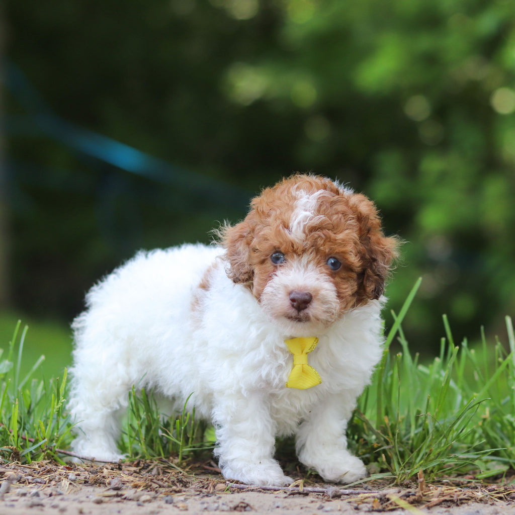 Sammie - Available 6/25