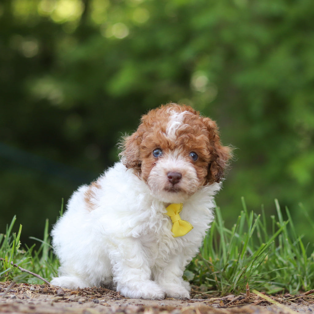Sammie - Available 6/25