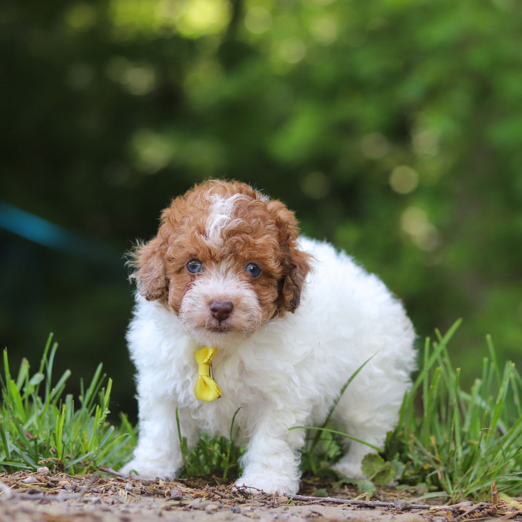 Sammie - Available 6/25