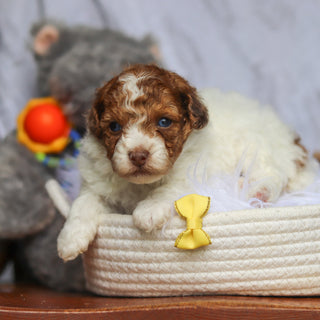 Sammie - Available 6/25