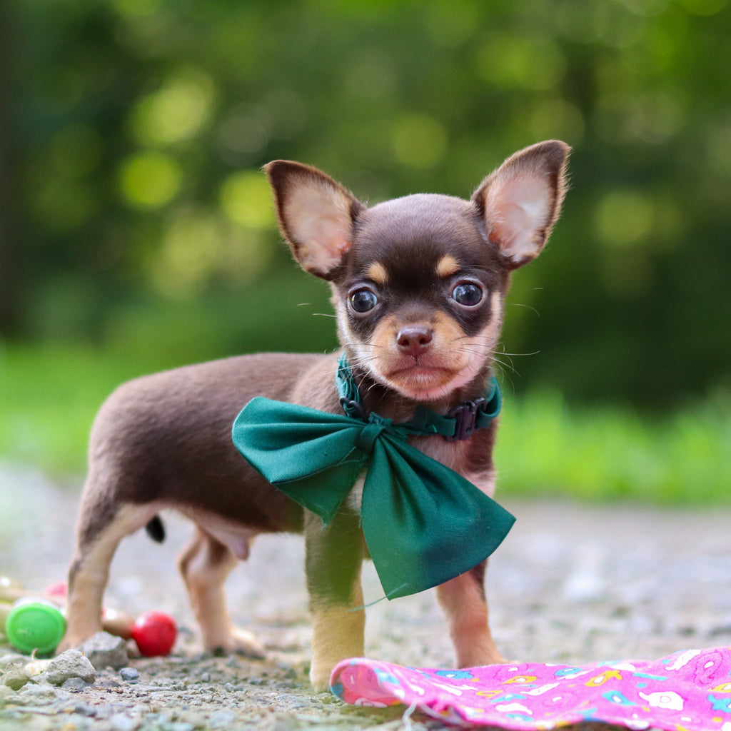 Sparky - Available 7/30