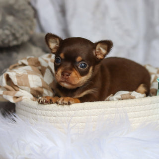 Sparky - Available 7/30