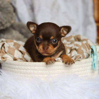 Sparky - Available 7/30