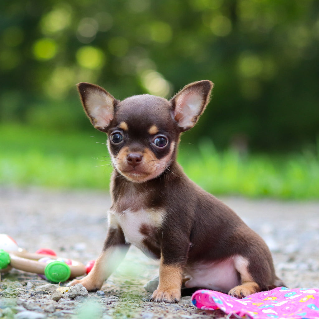 Sparky - Available 7/30