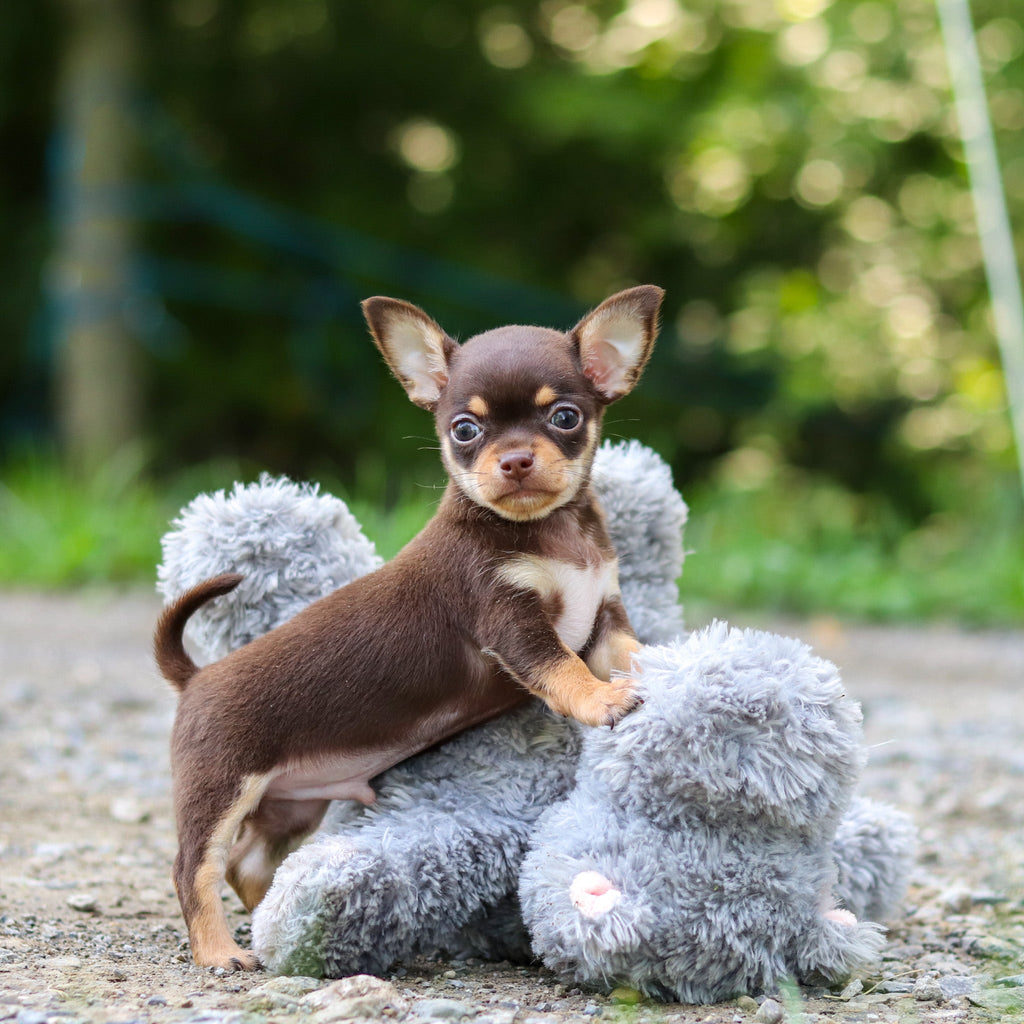 Sparky - Available 7/30