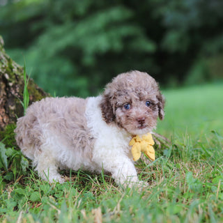 Vito - Available 7/16