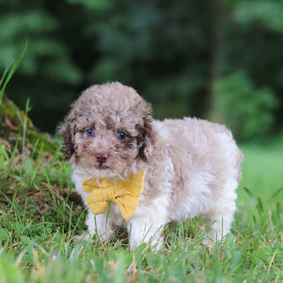 Vito - Available 7/16