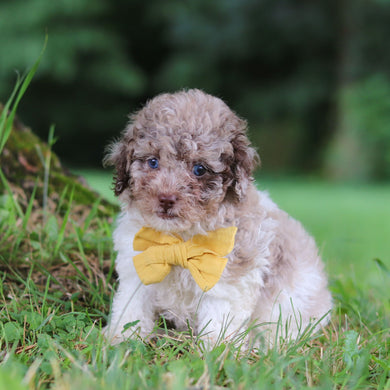 Vito - Available 7/16