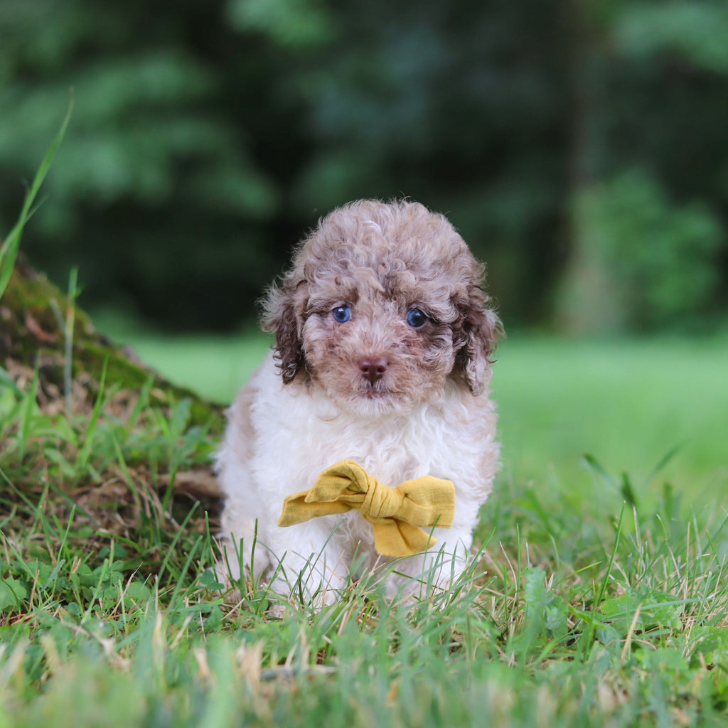 Vito - Available 7/16