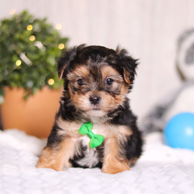 Maddox - Available 3/12