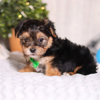 Maddox - Available 3/13