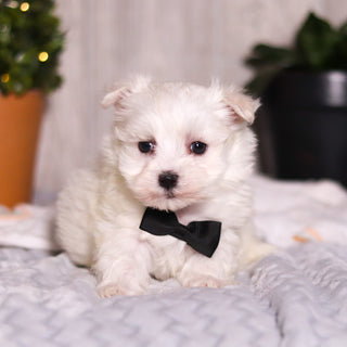 Jermaine - Available 3/13