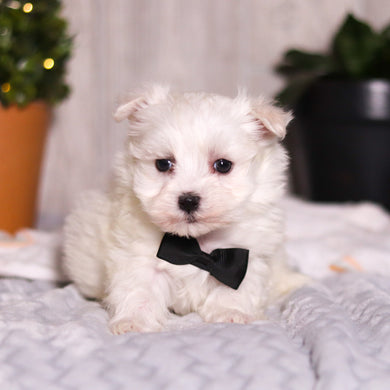 Jermaine - Available 3/5