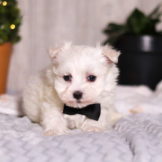 Jermaine - Available 3/13