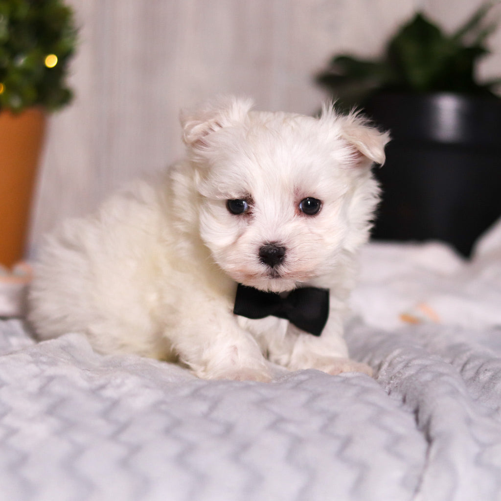 Jermaine - Available 3/13